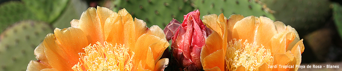 Jardí Tropical Pinya de Rosa, Blanes