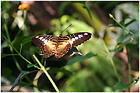 Butterfly Park - Castell d'Empries