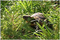 Centro de reproduccin de tortugas de la Albera - Garriguella (Gerona)