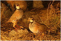 Museo de la Fauna salvaje del Pirineo Oriental - Olot