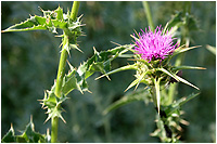 Jard botnic de plantes medicinals - Gombrn