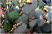 Jardn botnico Pinya de Rosa - Blanes (Gerona)