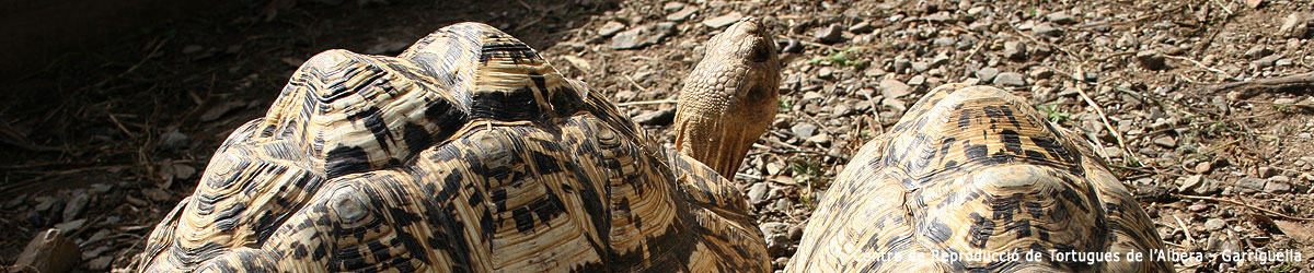 Centre de Reproducció de Tortugues de l'Albera, Garriguella