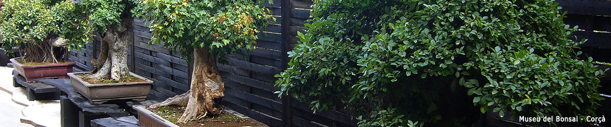 Museu del Bonsai, Corçà