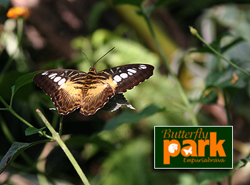 Butterfly Center