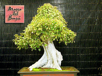 Museu del Bonsai, Corçà