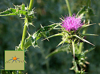 Jardí Botànic de Plantes Medicinals, Gombrèn